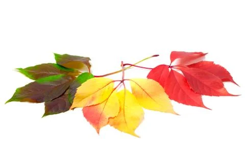 Three leafs of different seasons isolated on white background Stock Photos