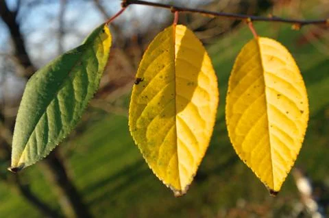 Three leafs Stock Photos