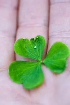 Three-leaved clover leaf on the hand Stock Photos
