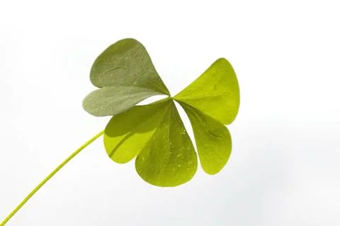 Three-leaved clover leaf Stock Photos