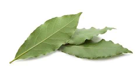 Three leaves of bay leaf Stock Photos