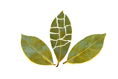 Three leaves of bay Stock Photos
