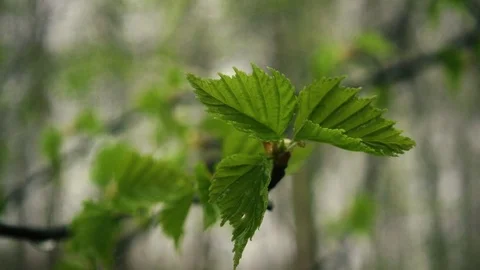Three leaves of birch after rain. Slow mo Stock Footage 76117913