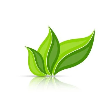 Three leaves isolated on white with reflection 스톡 일러스트