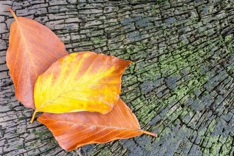 Three leaves on an old beech tree stump Stock Photos