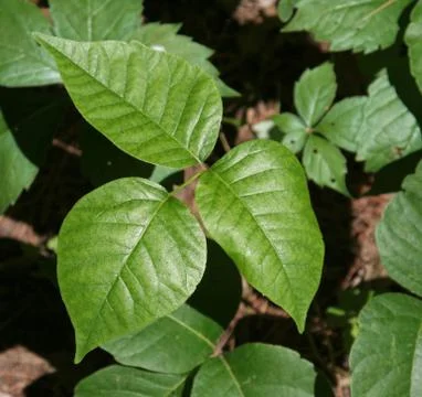 Three Leaves of Ouch. Stock Photos