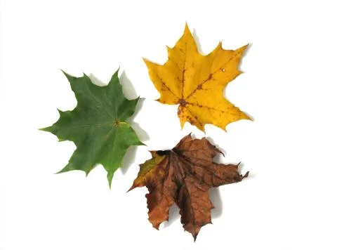 Three leaves Stock Photos