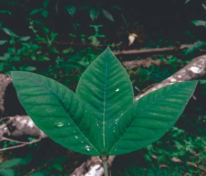 Three Leaves Stock Photos