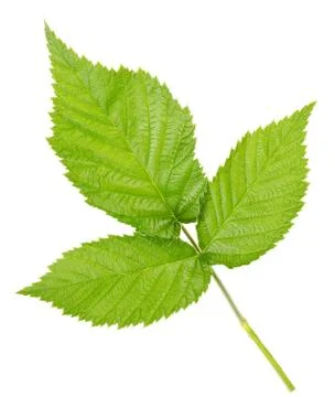 Three leaves of raspberry Stock Photos