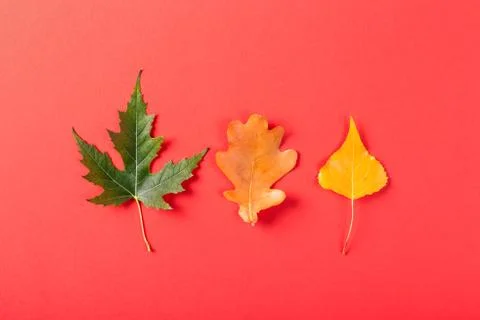 Three leaves on red background. Stock Photos