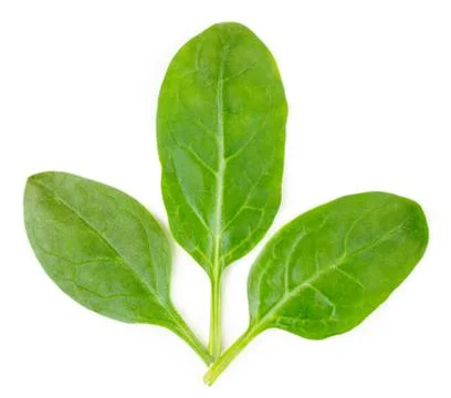 Three leaves spinach on a white, isolated. Stock Photos