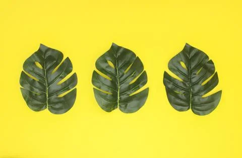 Three leaves on yellow background Stock Photos