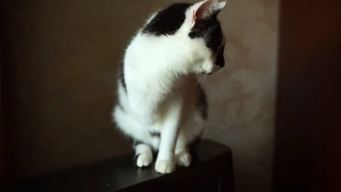 Three-legged cat . A cat with a disability. White cat with black spots looking Stock Footage 106455096