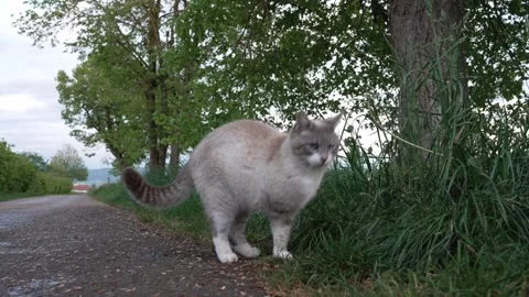 Three-Legged Cat Moving Along a Country Road Stock Footage 334216789