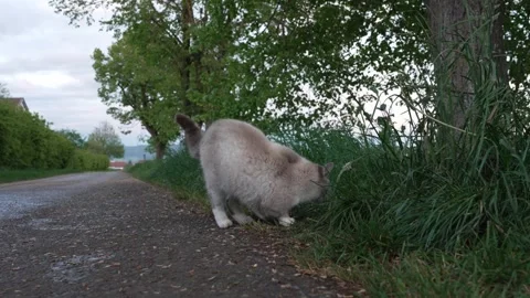 Three-Legged Cat Moving Along a Country Road Stock Footage 334216826