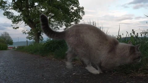 Three-Legged Cat Moving Along a Country Road Stock Footage 334217538