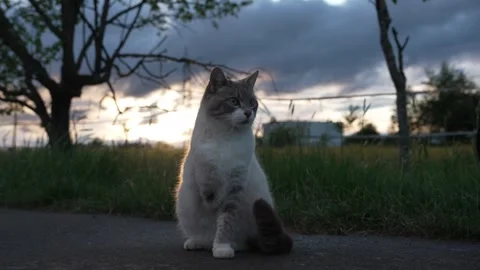 Three-Legged Cat Moving Along a Country Road Stock Footage 334217647
