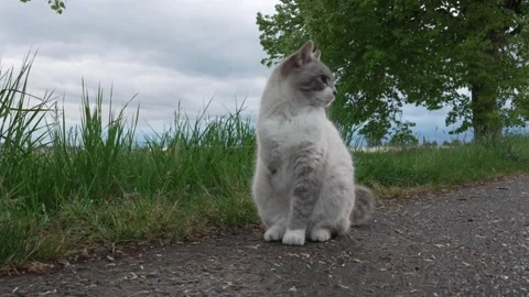Three-Legged Cat Outdoors on a Quiet Rural Road Stock Footage 334217730