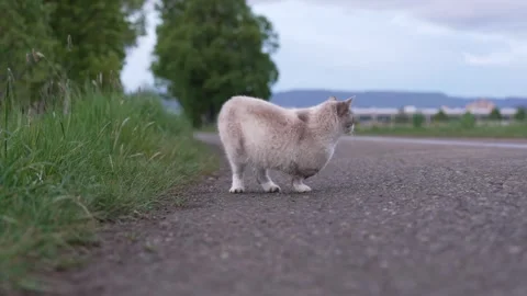 Three-Legged Cat Outdoors on a Quiet Rural Road Stock Footage 334217771