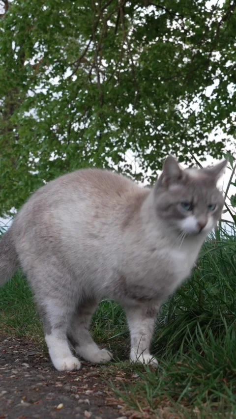 Three-Legged Cat Outdoors on a Quiet Rural Road Stock Footage 334223681
