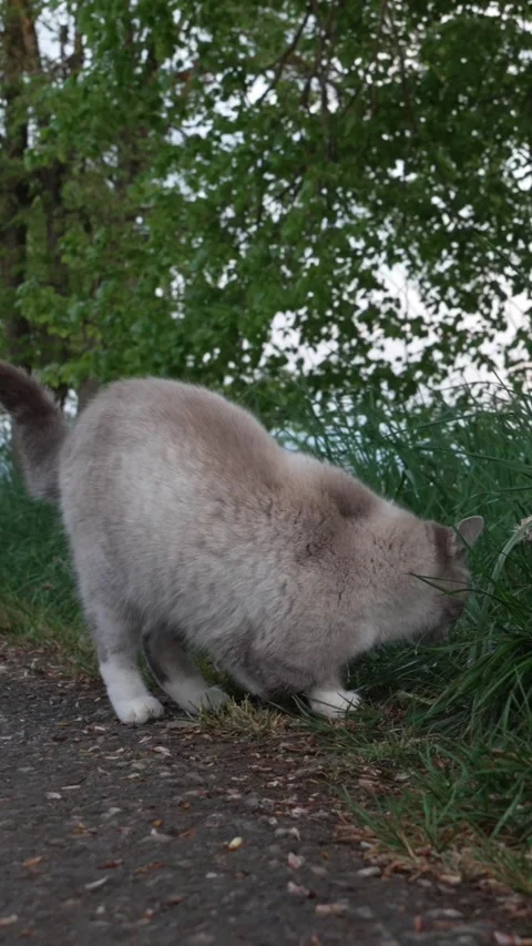 Three-Legged Cat Outdoors on a Quiet Rural Road Stock Footage 334224829