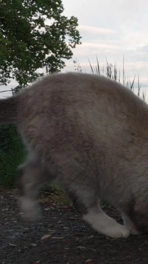 Three-Legged Cat Outdoors on a Quiet Rural Road Stock Footage 334224850