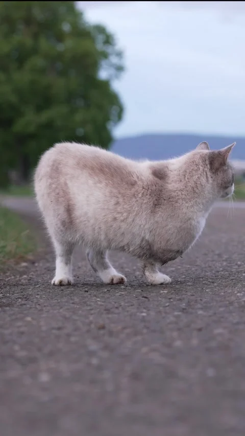 Three-Legged Cat Outdoors on a Quiet Rural Road Stock Footage 334224923