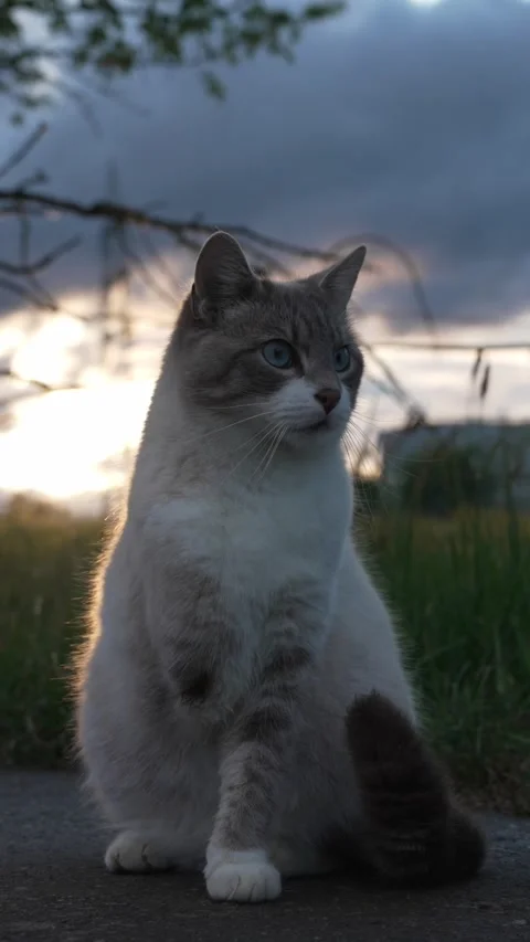 Three-Legged Cat Outdoors on a Quiet Rural Road Stock Footage 334224934