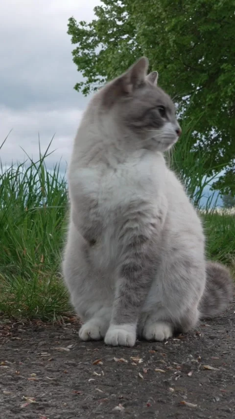Three-Legged Cat Outdoors on a Quiet Rural Road Stock Footage 334224990