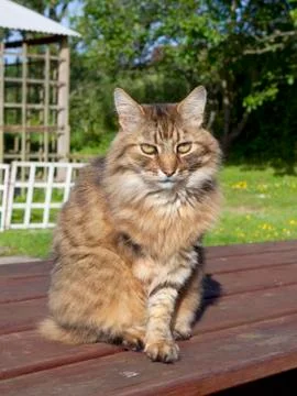 Three legged cat Stock Photos