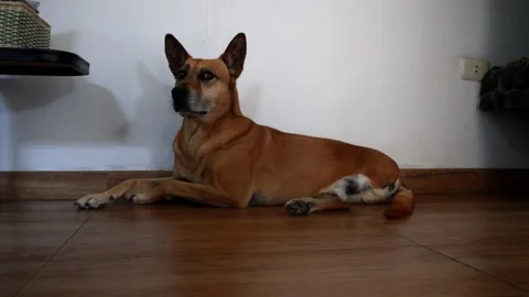 A three-legged dog with ears up yawning lying on the living room floor in the Stockbeeldmateriaal 164622713