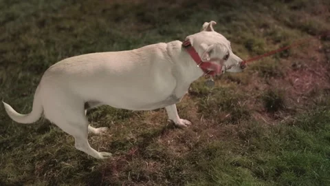 Three legged dog Stock Footage 325820939