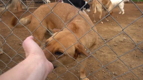 Three legged dog licks hand of a stranger through metal net 2 Stock Footage 87925231