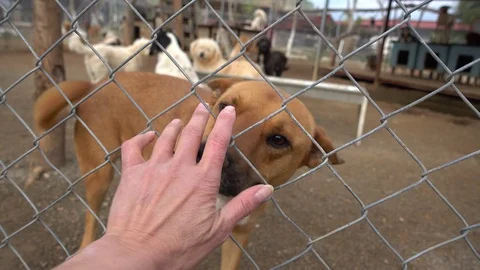 Three legged dog licks hand of a stranger through metal net Stock Footage 87925332
