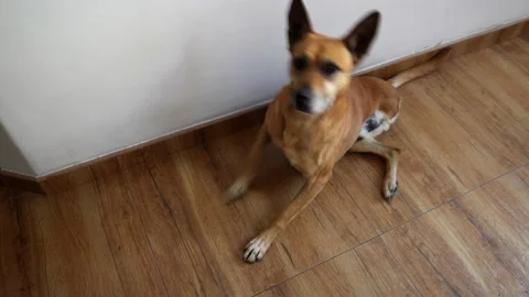 A three-legged dog lying in the living room and getting up to walk Stock Footage 164587227