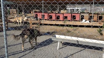 Three legged dog stump in the pen Stock Footage 85635568