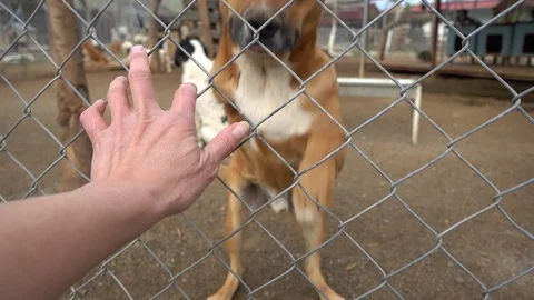 Three legged dog tries to get some touch Video stock 87925621