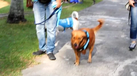 Three-legged handicapped dog waking in a park Stock Footage 52419540