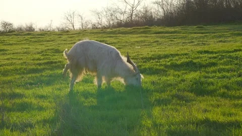 Three legged white goat grazing calmly in golden hour meadow Stock Footage 332197722