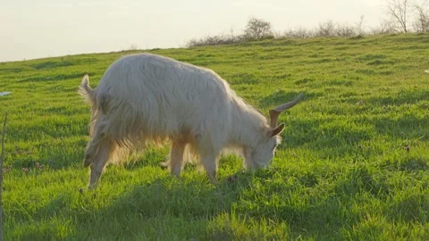 Three legged white goat grazing calmly in golden hour meadow 2026 Video stock 332197725