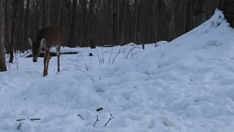 Three legged White-tailed deer walking a deer trail. Stock Footage 171339806
