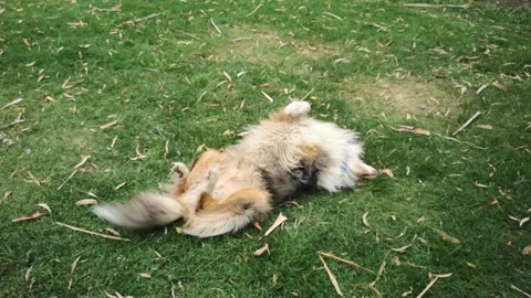 Three legs Rough Collie dog rolling and romping in the grass 스톡 동영상 131419137