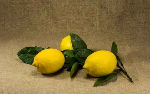 Three lemons with leaves Stock Photos