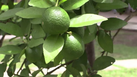 Three lemons in the sun in Panama on their branch with very green Stock Footage 157836103