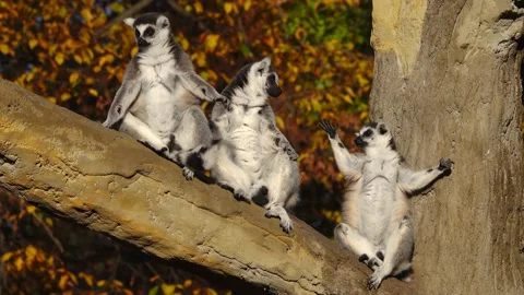 Three lemur basking in the sun on a on a blurred brown background. Stock Footage 236974632