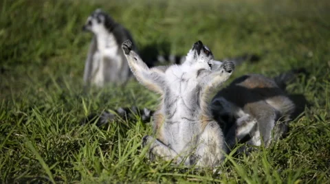 Three lemurs sitting. Stock Footage 68064855