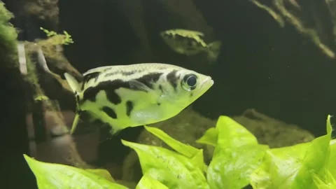 Three leopard archerfish with black and yellow intriguing pattern swim Stock Footage 240923392