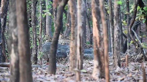 Three leopards on a boulder in the middle of the forest of Pench national park Stock Footage 274552281