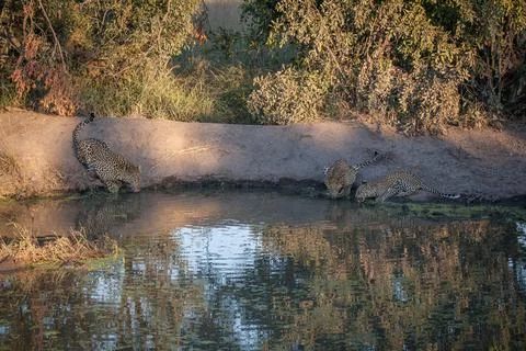 Three leopards, Panthera pardus, crouch down and drink from a water hole Stock Photos