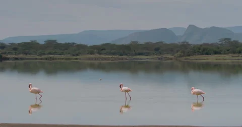 Three Lesser flamingos wading in water within distant  hills Stock Footage 314797097